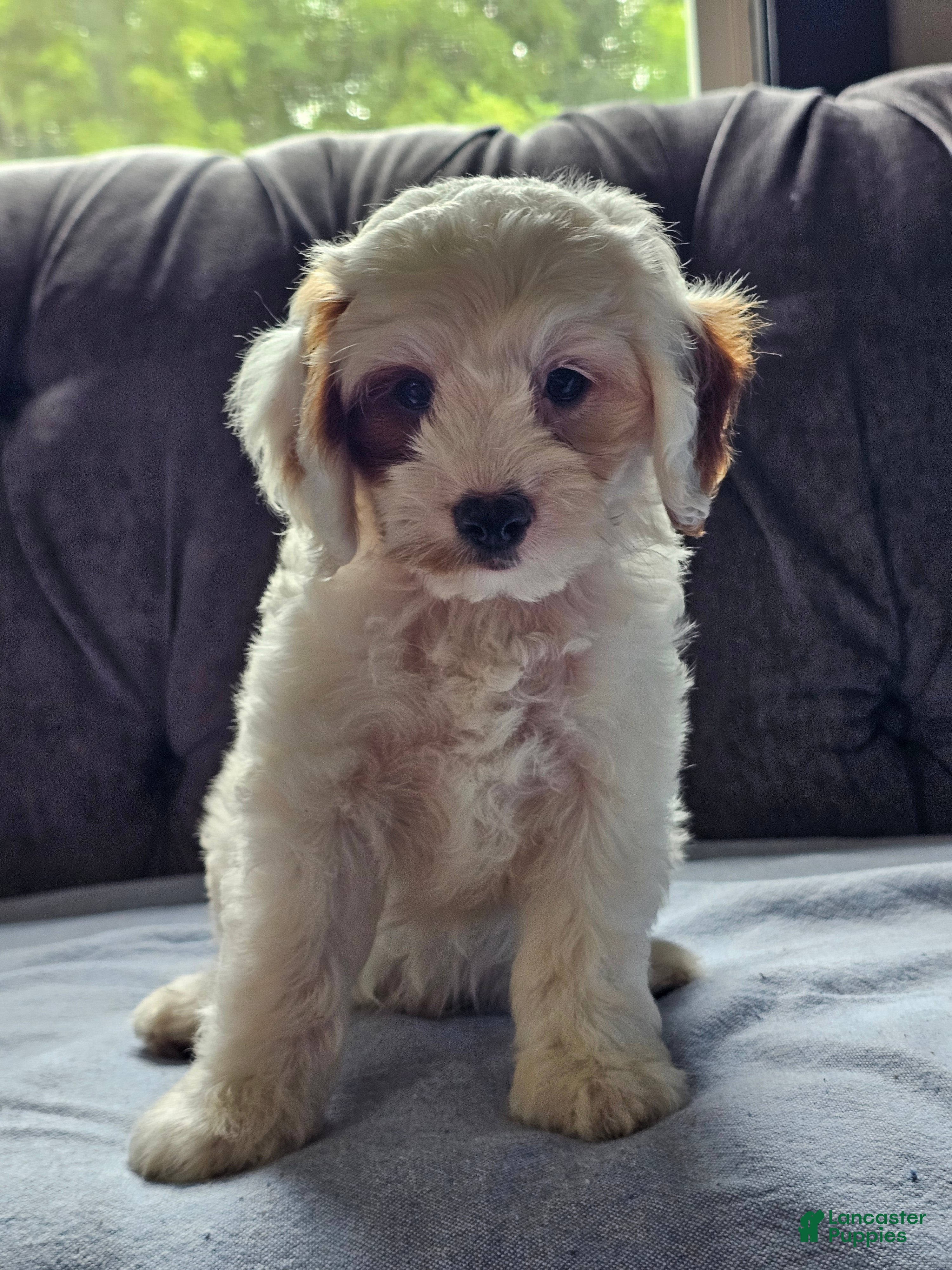 Cavapoo dogs Ice - Ad 2