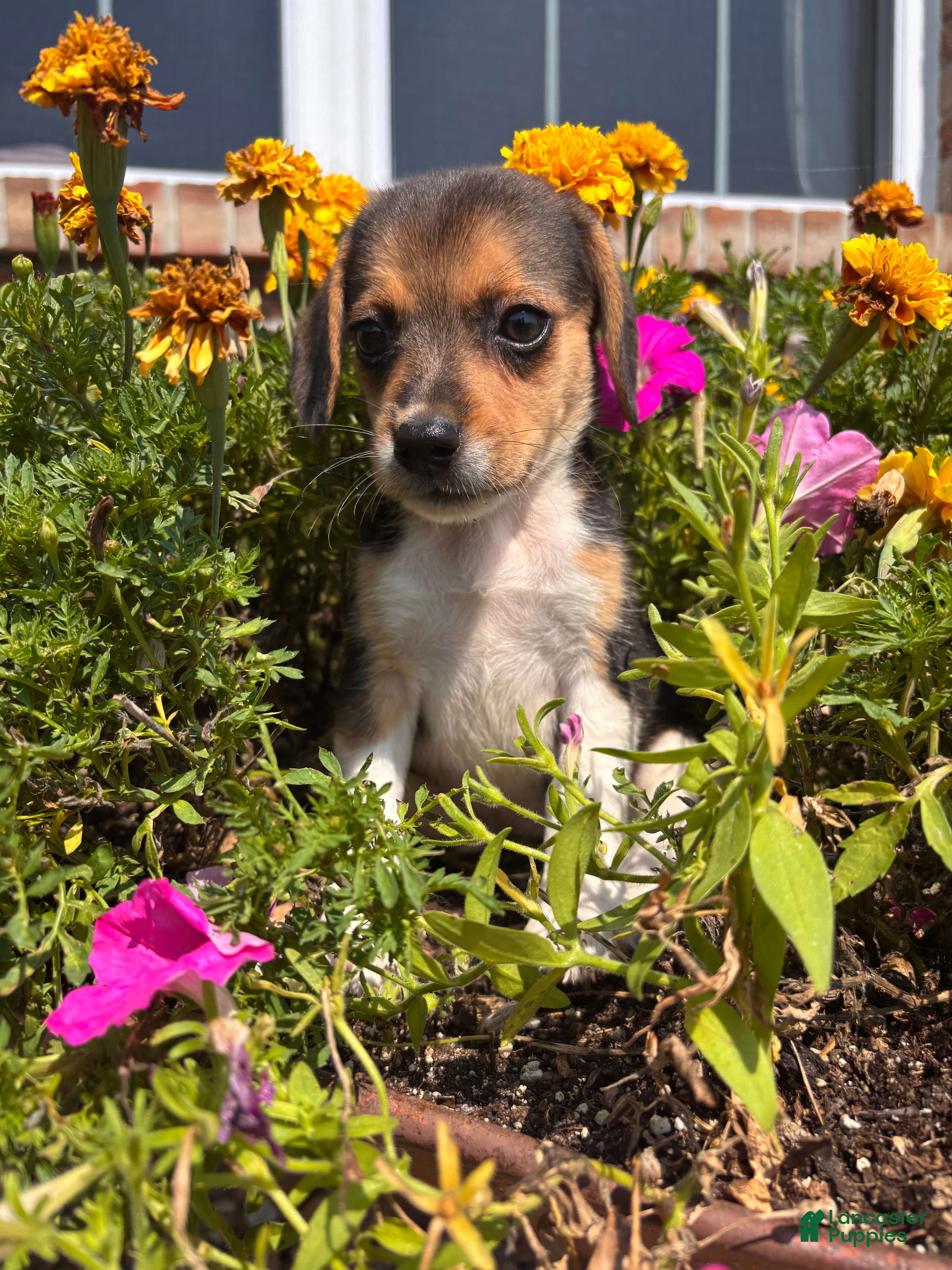 Beagle dogs Lady - Ad 1
