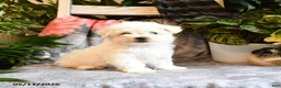 Bichon Frise dogs for sale: Apricot - Ad 2