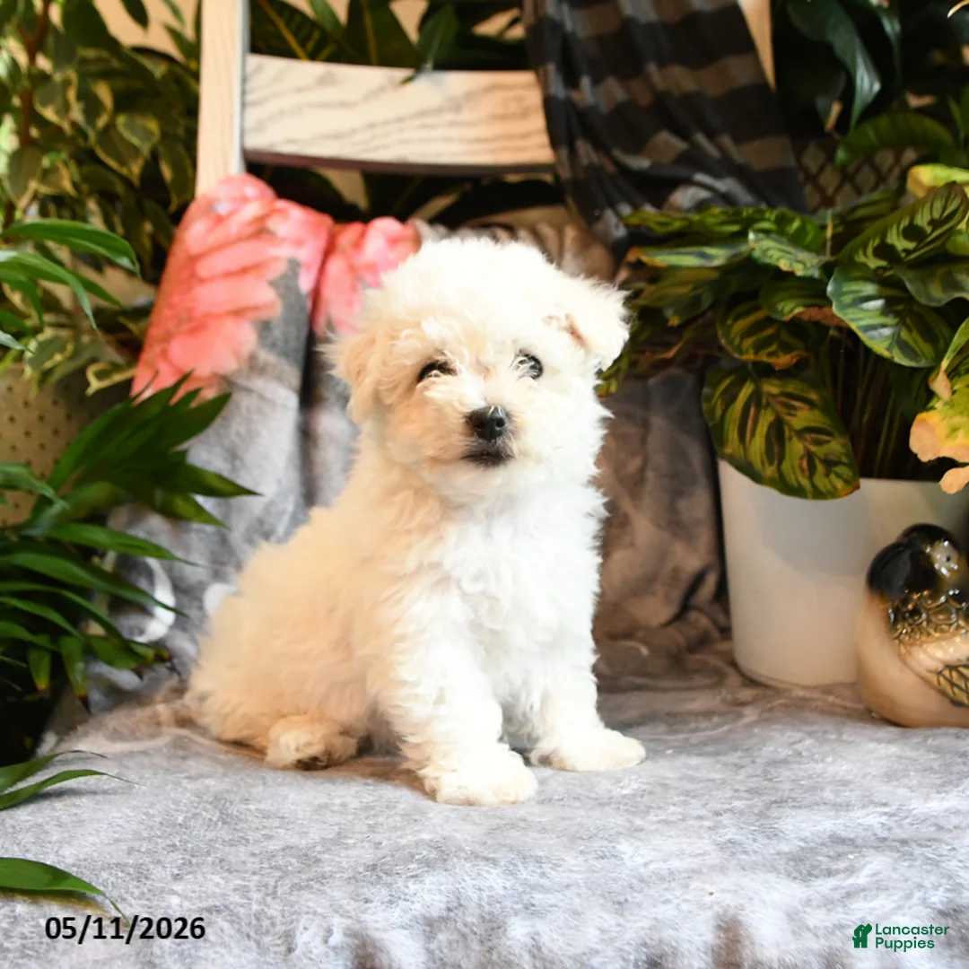 Bichon Frise dogs for sale: Apricot - Ad 2