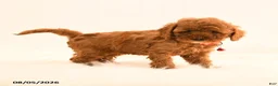 Cavapoo dogs for sale: Ivan - Ad 3