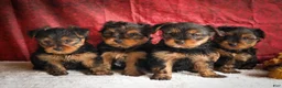 Yorkshire Terrier dogs for sale: DIESEL - Ad 22