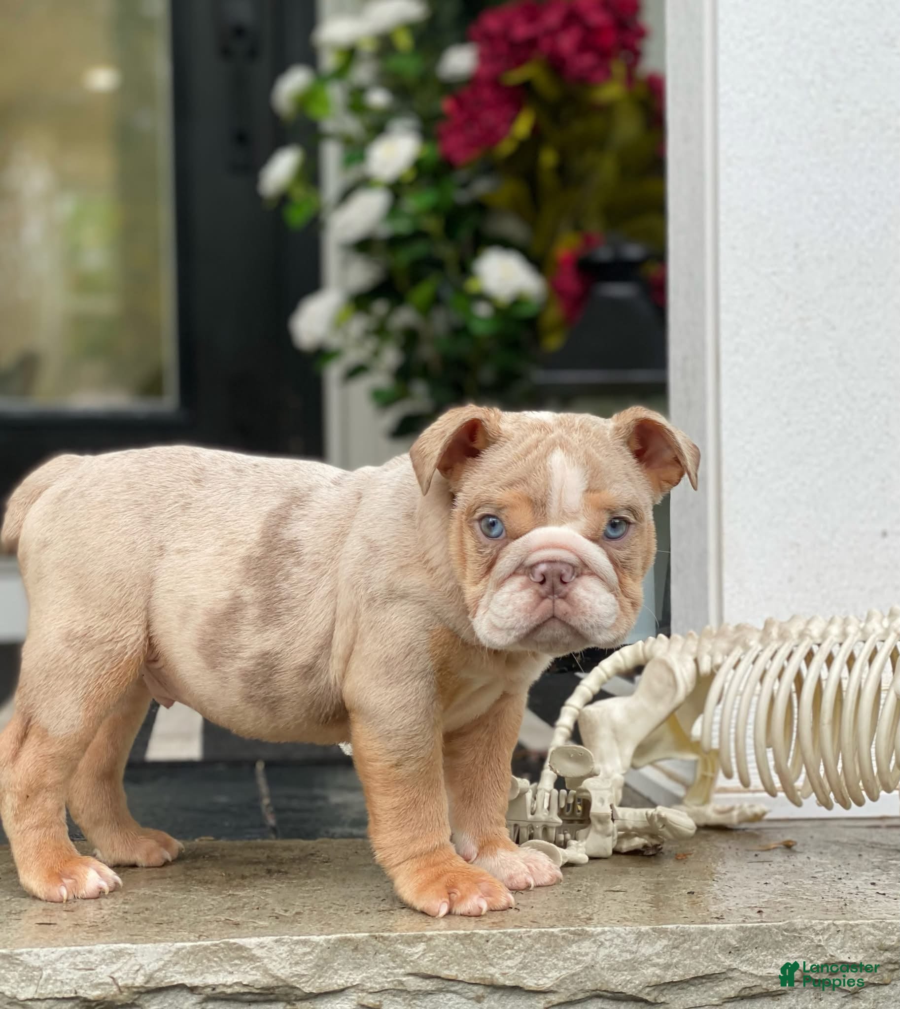 English Bulldog dogs Ricky - Ad 15
