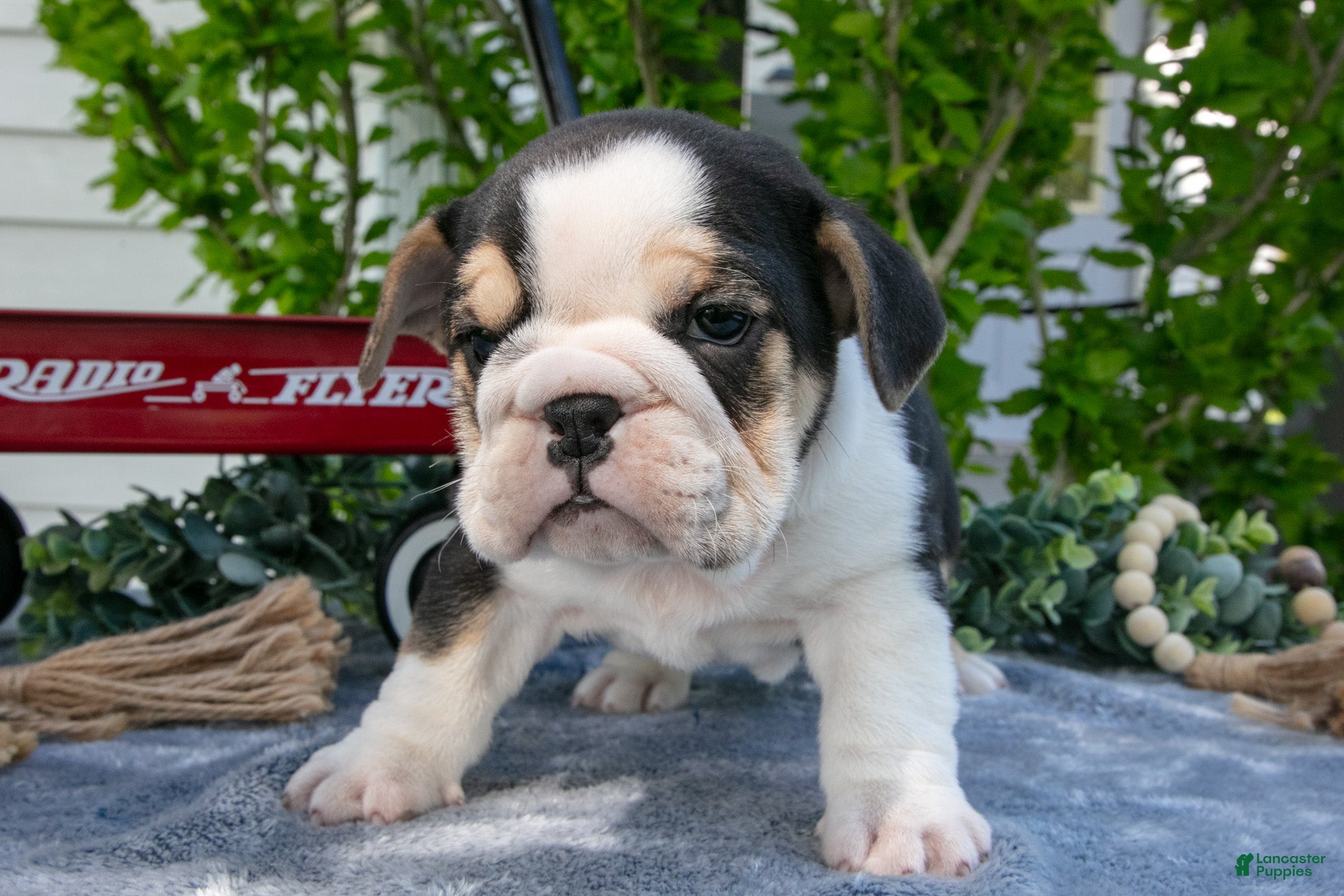 Beabull dogs Jessie - Ad 2