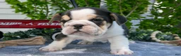 Beabull dogs for sale: Jessie - Ad 2