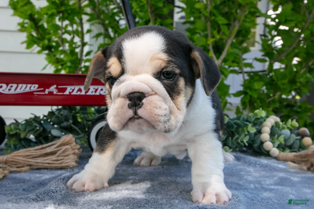 Beabull dogs for sale: Jessie - Ad 2