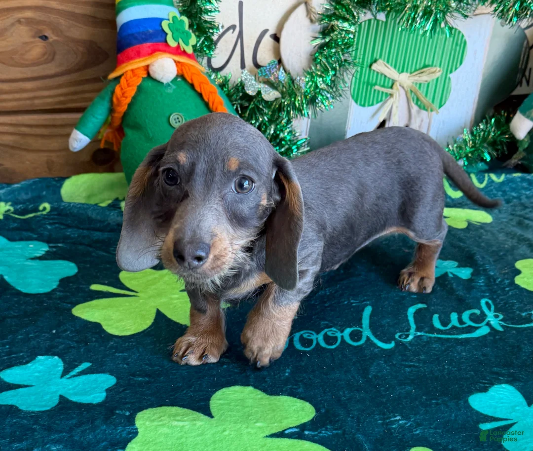 Miniature Dachshund dogs for sale: Bluebell  - Ad 2