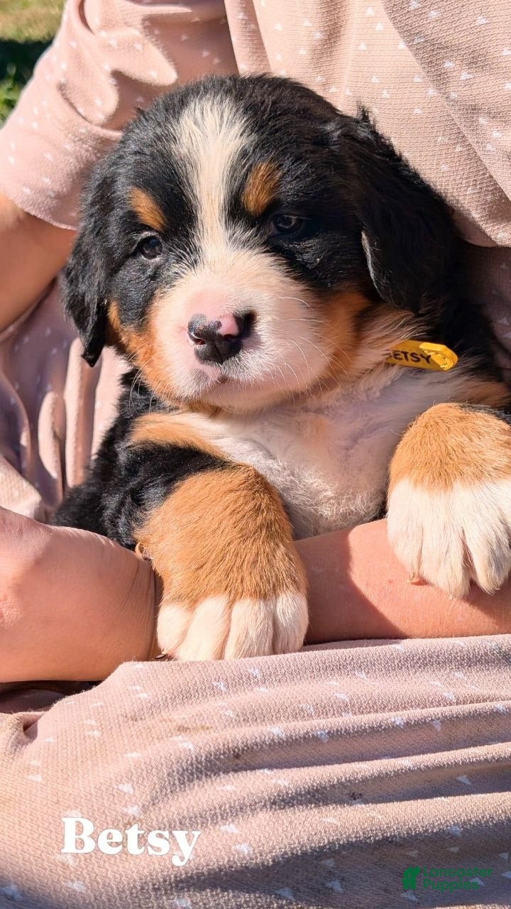 Bernese Mountain Dog dogs for sale: Betsy - Ad 1