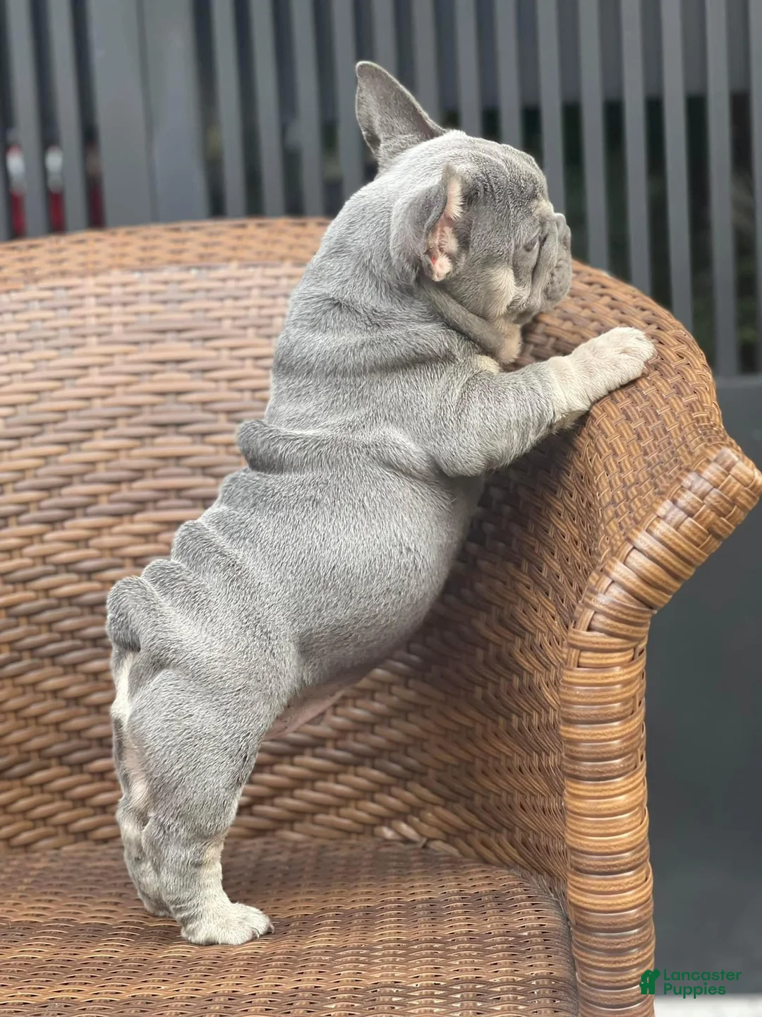 French Bulldog dogs for sale: Betsy Lilac Tan French Bulldog Puppy - Ad 1
