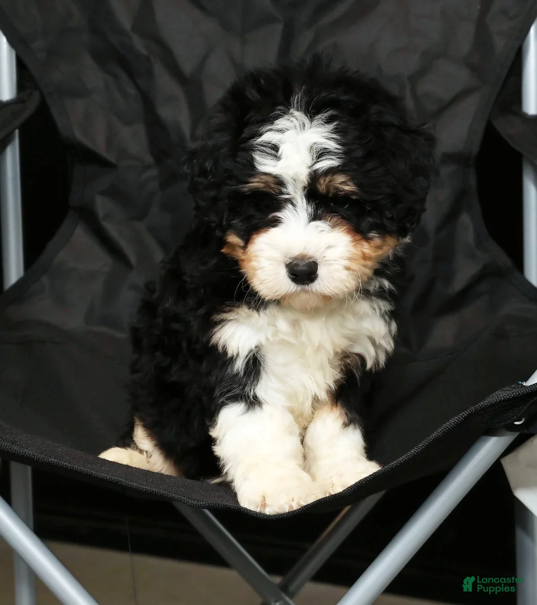 Mini Bernedoodle dogs for sale: Hope - Ad 6
