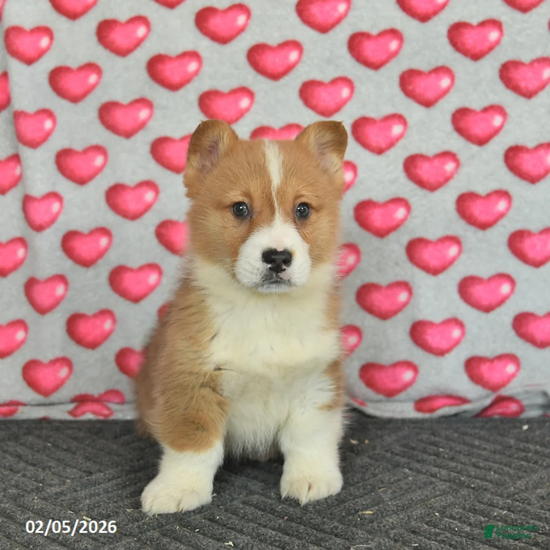 Welsh Corgi Pembroke dogs for sale: Prince   - Ad 4