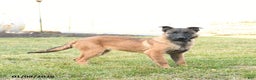 Belgian Malinois dogs for sale: Pearl  - Ad 1