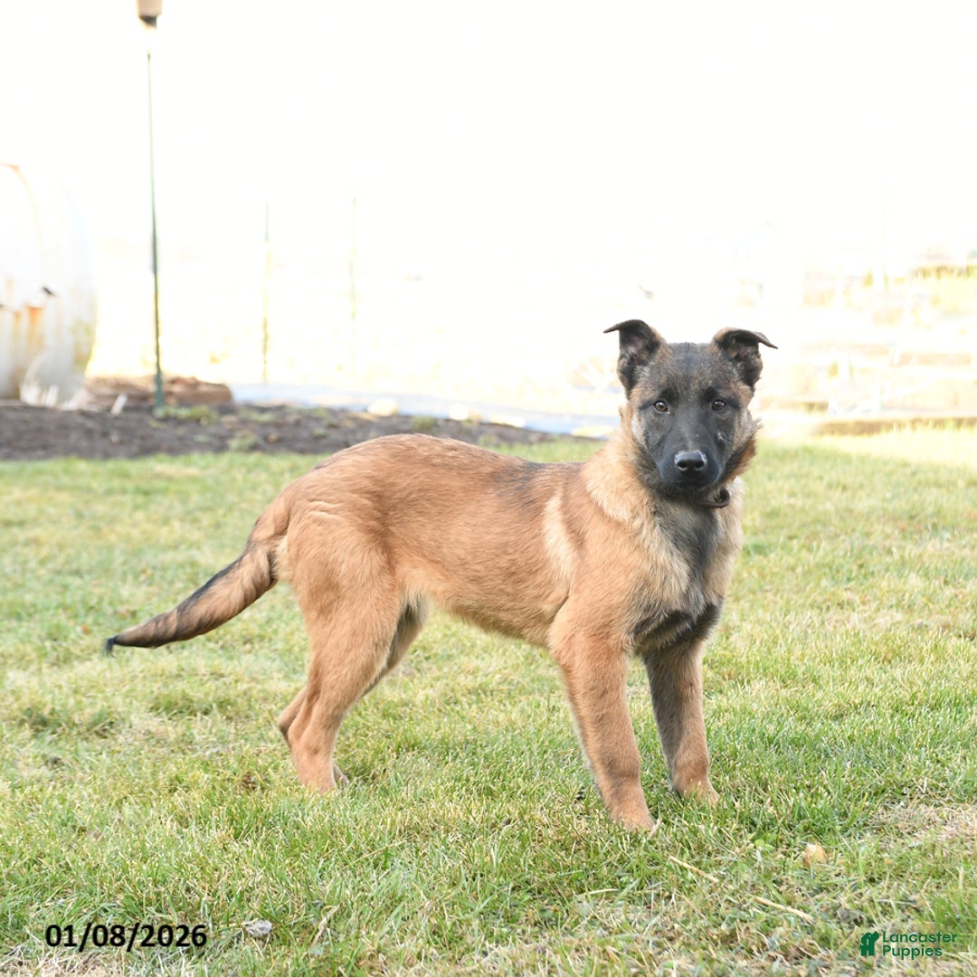 Belgian Malinois dogs for sale: Pearl  - Ad 1