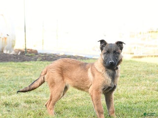 Belgian Malinois dogs Pearl - Ad 5