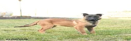 Belgian Malinois dogs for sale: Pearl  - Ad 1