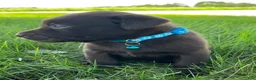 Labrador Retriever dogs for sale: Remi - Ad 9