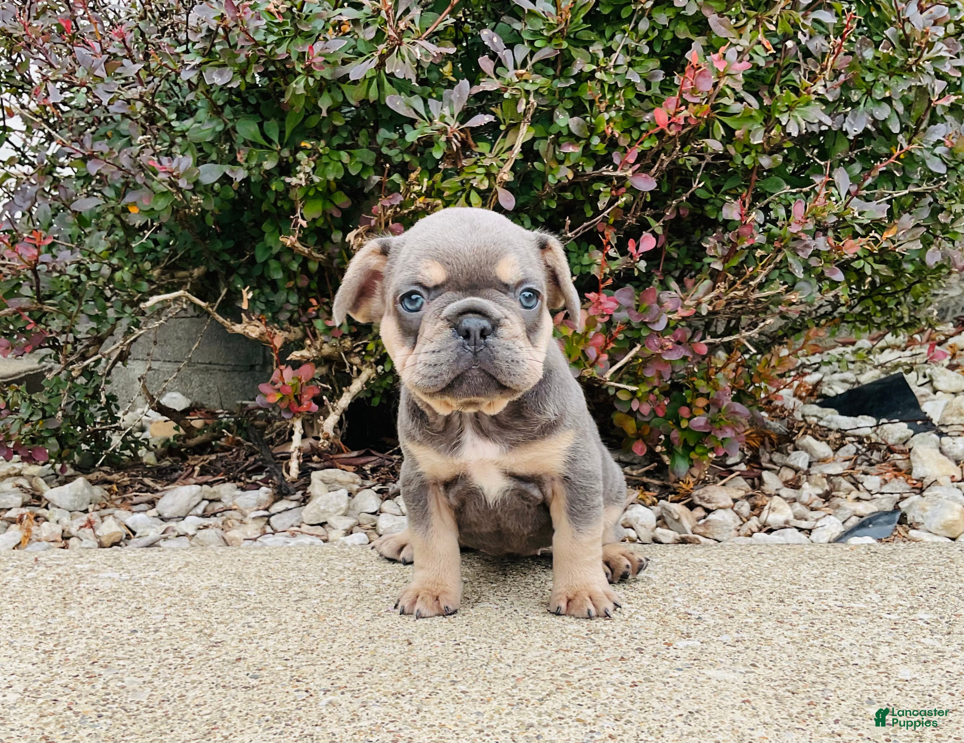French Bulldog dogs for sale: Bella - Ad 3