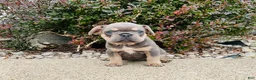 French Bulldog dogs for sale: Bella - Ad 1