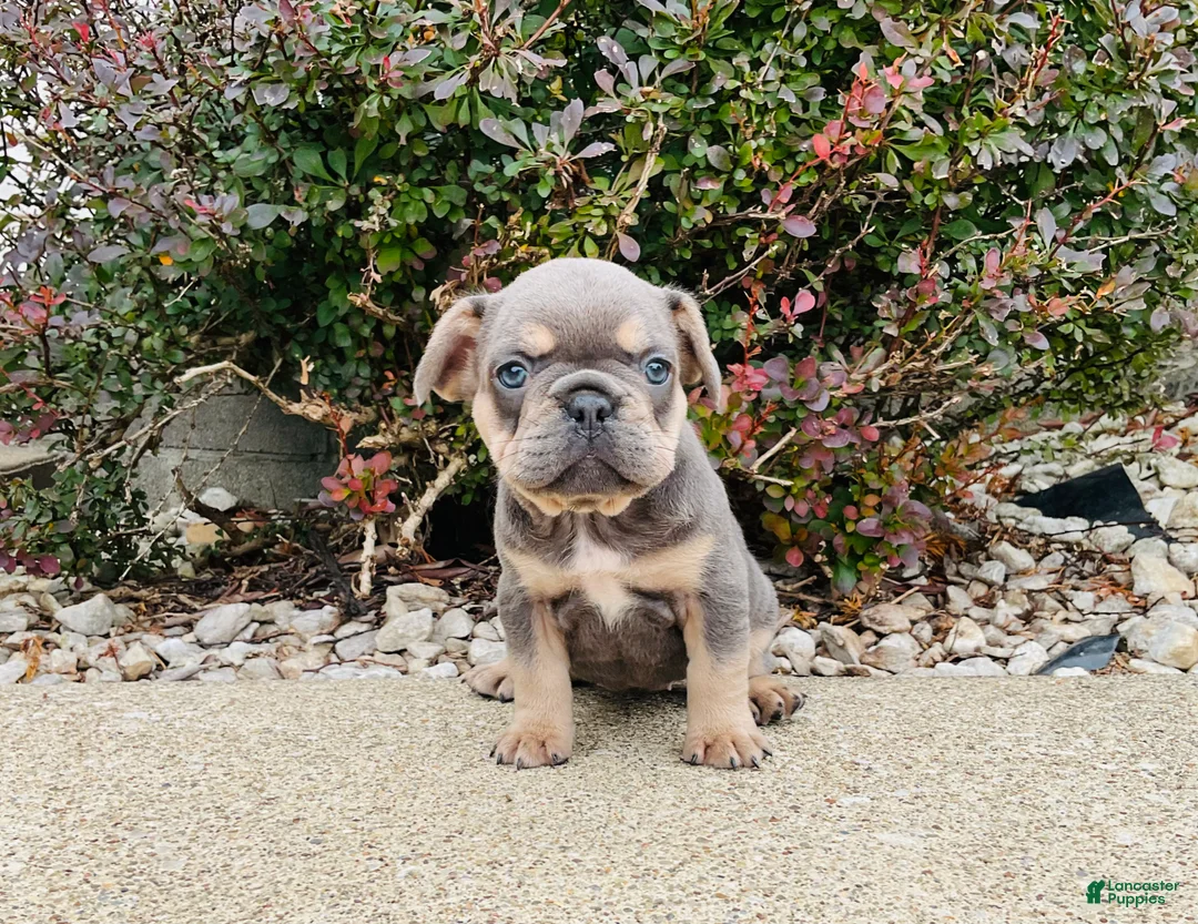 French Bulldog dogs for sale: Bella - Ad 1