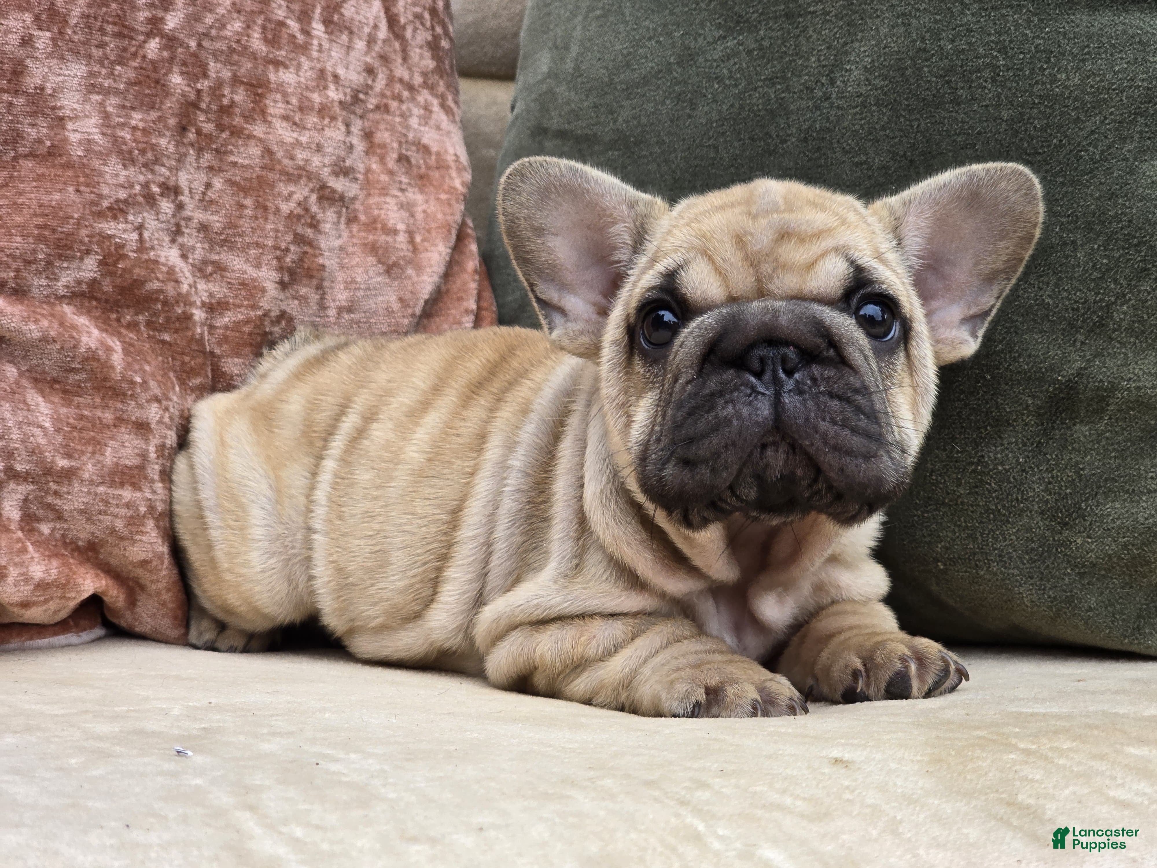 French Bulldog dogs Penelope - Ad 1