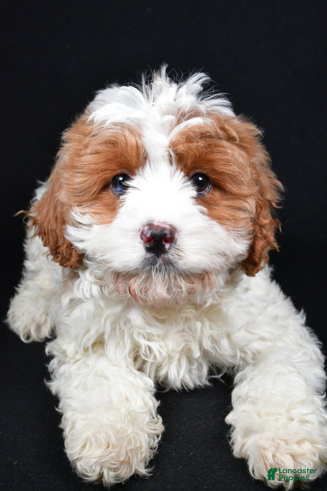 Cavapoo dogs for sale: Cavapoo Puppy 1 - Ad 1