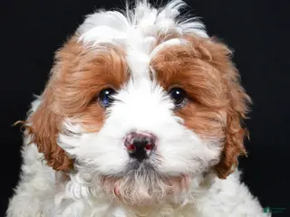 Cavapoo dogs Cavapoo Puppy 1 - Ad 40