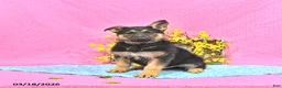 German Shepherd dogs for sale: Skipper - Ad 5