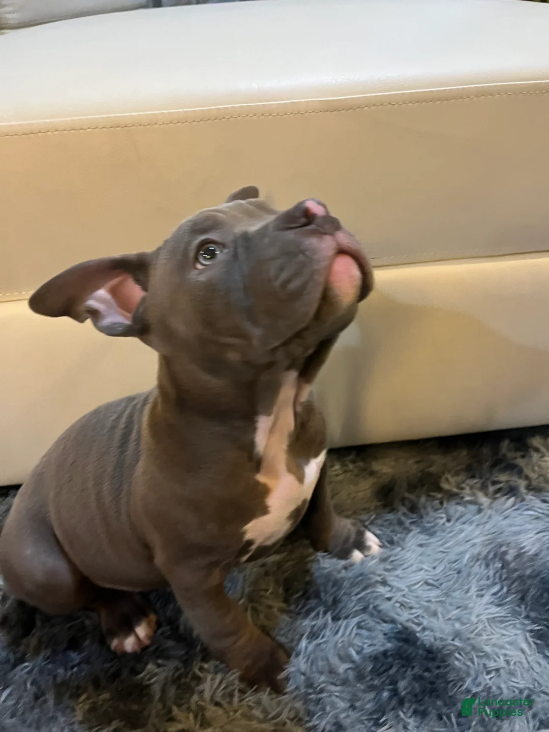 American Bully dogs for sale: American Bully Puppy 1 - Ad 7