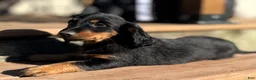 Dachshund dogs for sale: Nikko - Ad 3