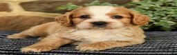 Cockapoo dogs for sale: Maxwell - Ad 3