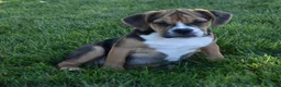 Beabull dogs for sale: Marley  - Ad 6