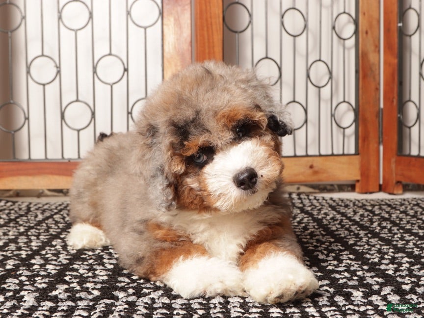 Mini Aussiedoodle dogs Buddy - Spunk F1B Mini Aussie Doodle  - Ad 2