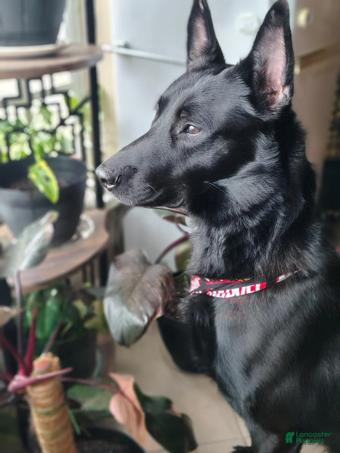 Mixed Breed dogs for sale: Mixed Breed 1 - Ad 18