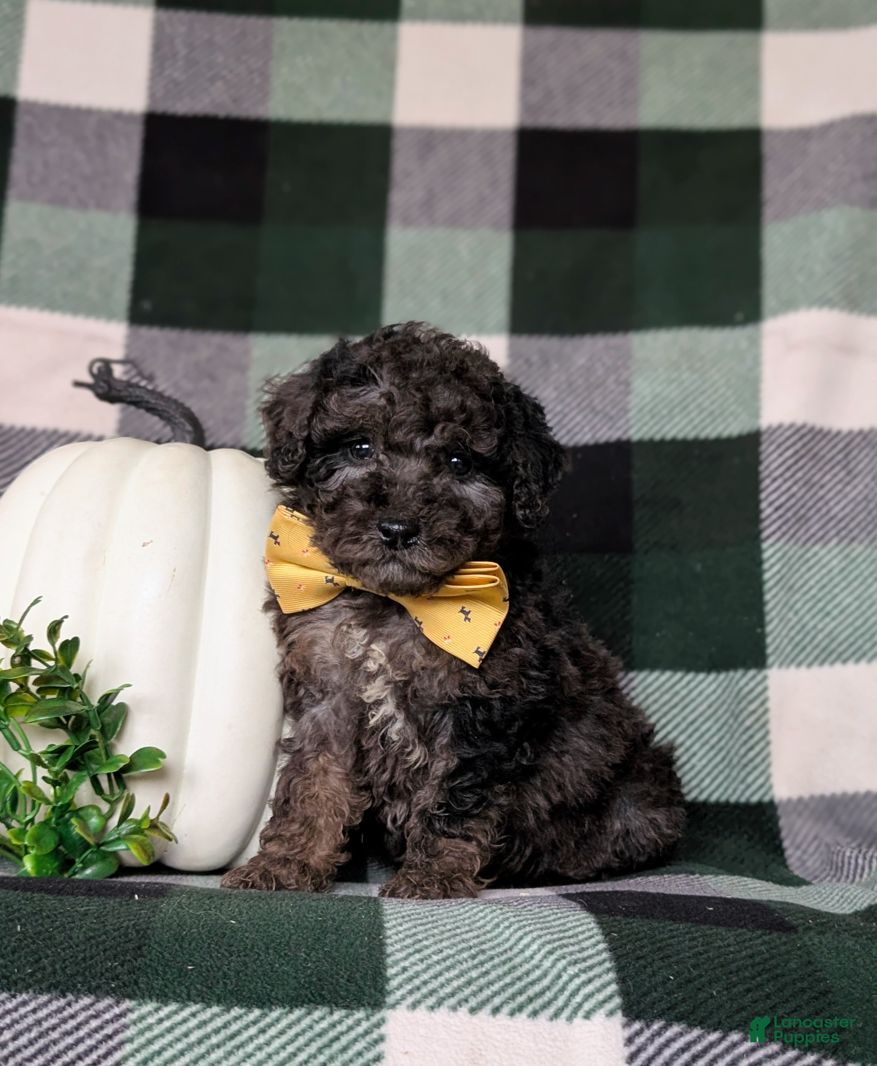 Miniature Poodle dogs Whitfield - Ad 38