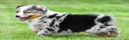 Australian Shepherd dogs for sale: Brent - Ad 6