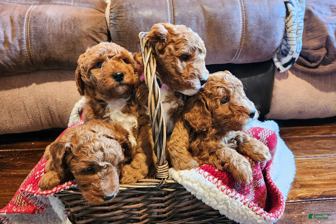 Mini Goldendoodle dogs for sale: Bruno - Ad 5