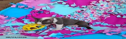 Boston Terrier dogs for sale: Ritzy - Ad 3