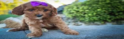 Cavapoo dogs for sale: RUSTY - Ad 12