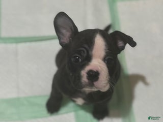 Mixed Breed dogs for sale: Luna - Ad 4