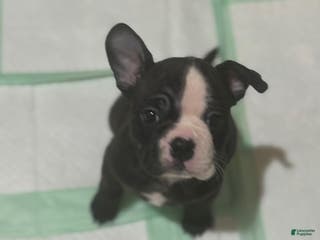 Mixed Breed dogs Luna - Ad 33