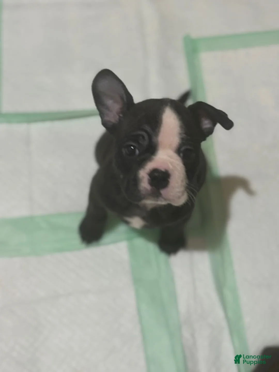 Mixed Breed dogs for sale: Luna - Ad 1