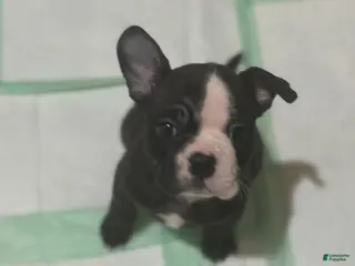 Mixed Breed dogs Luna - Ad 22