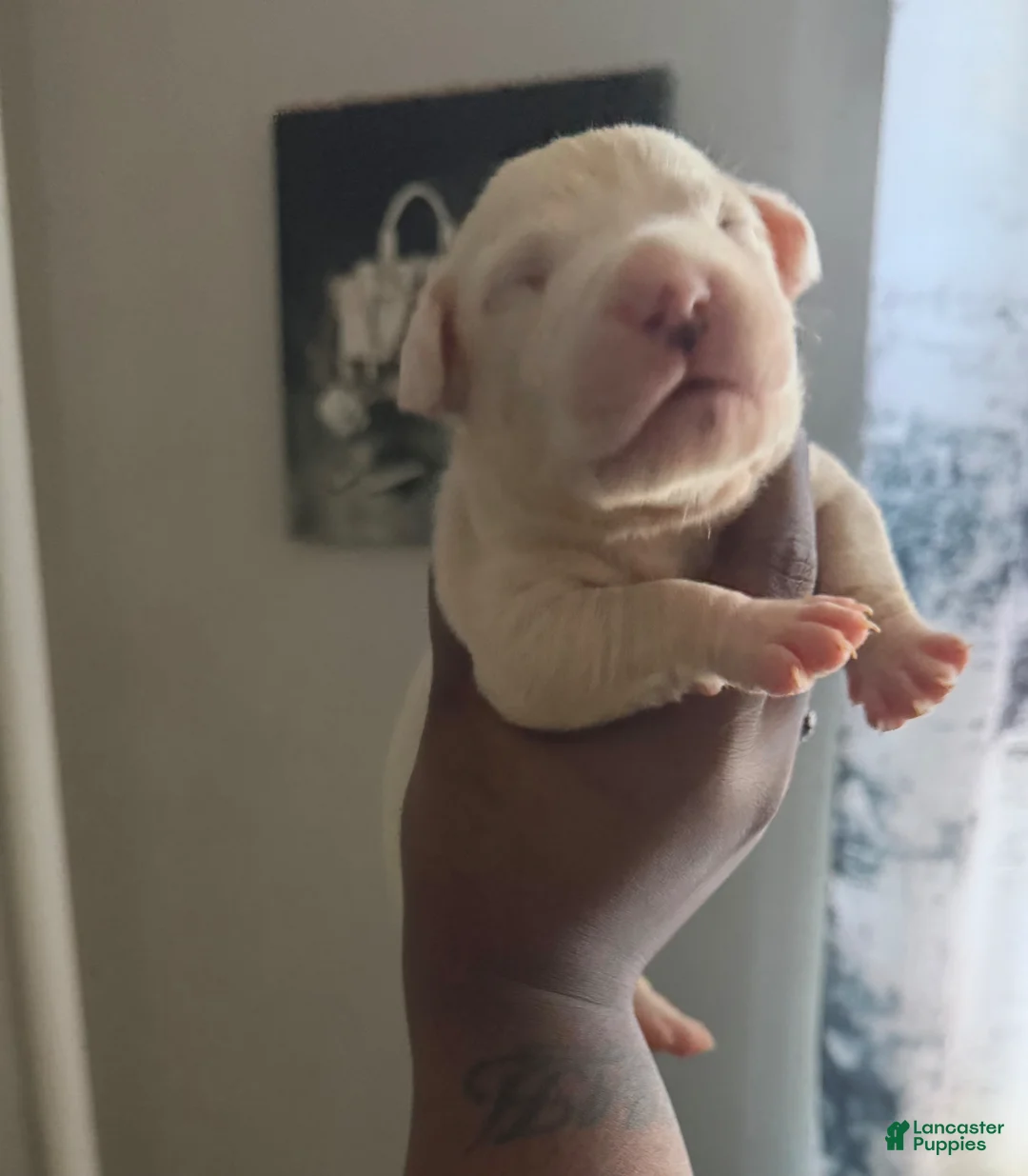 Mixed Breed dogs for sale: HONEY - Ad 1