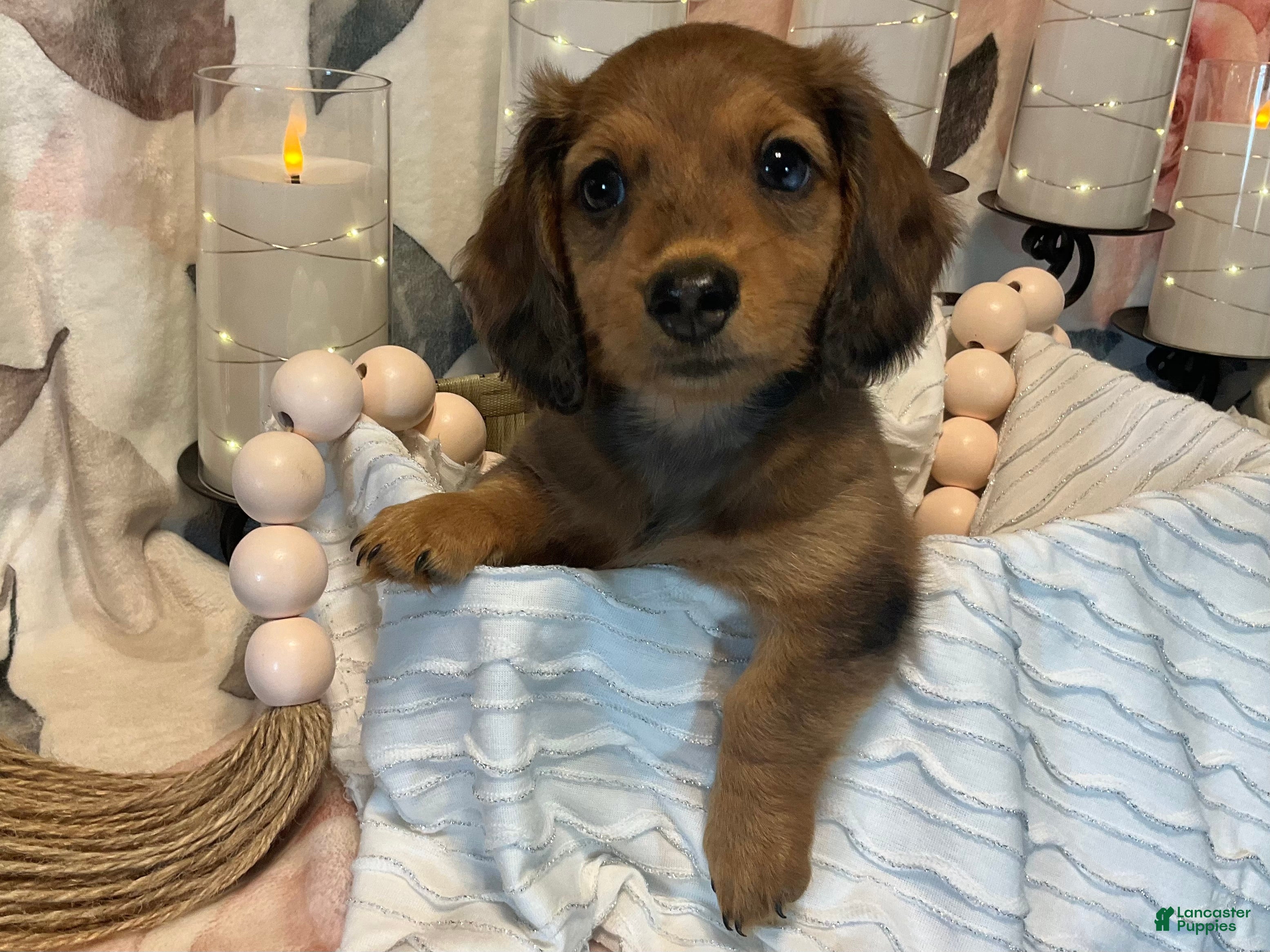 Miniature Dachshund dogs Teddy - Red Dapple - Ad 1