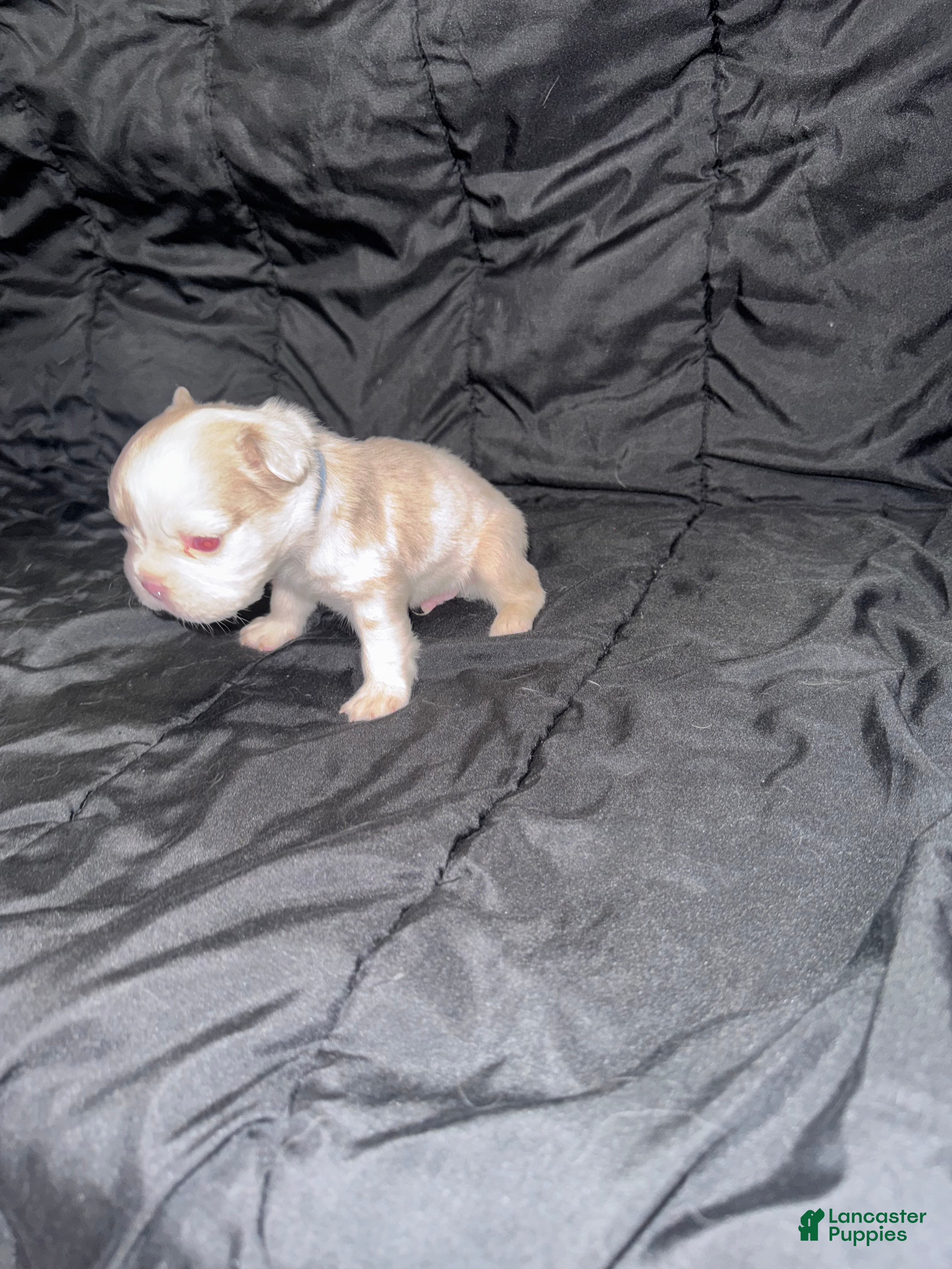 French Bulldog dogs French Bulldog 4 - Ad 5