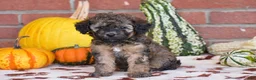 Havapoo dogs for sale: Diego - Ad 1