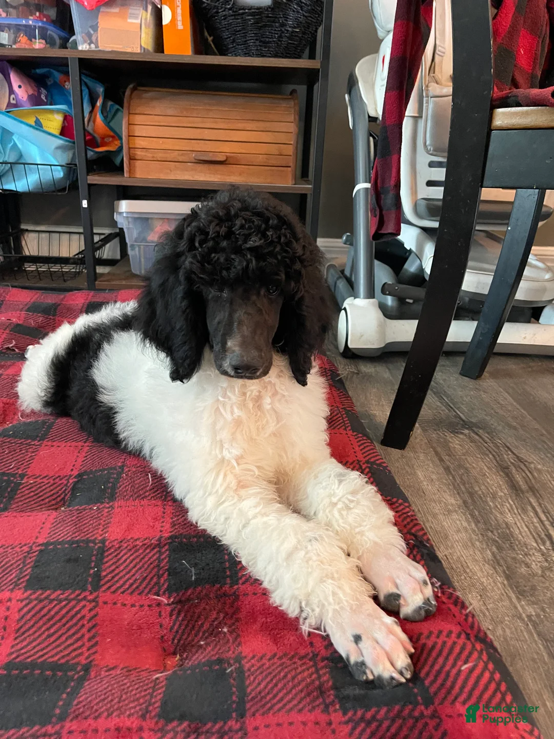 Standard Poodle dogs for sale: Standard Poodle 3 - Ad 2