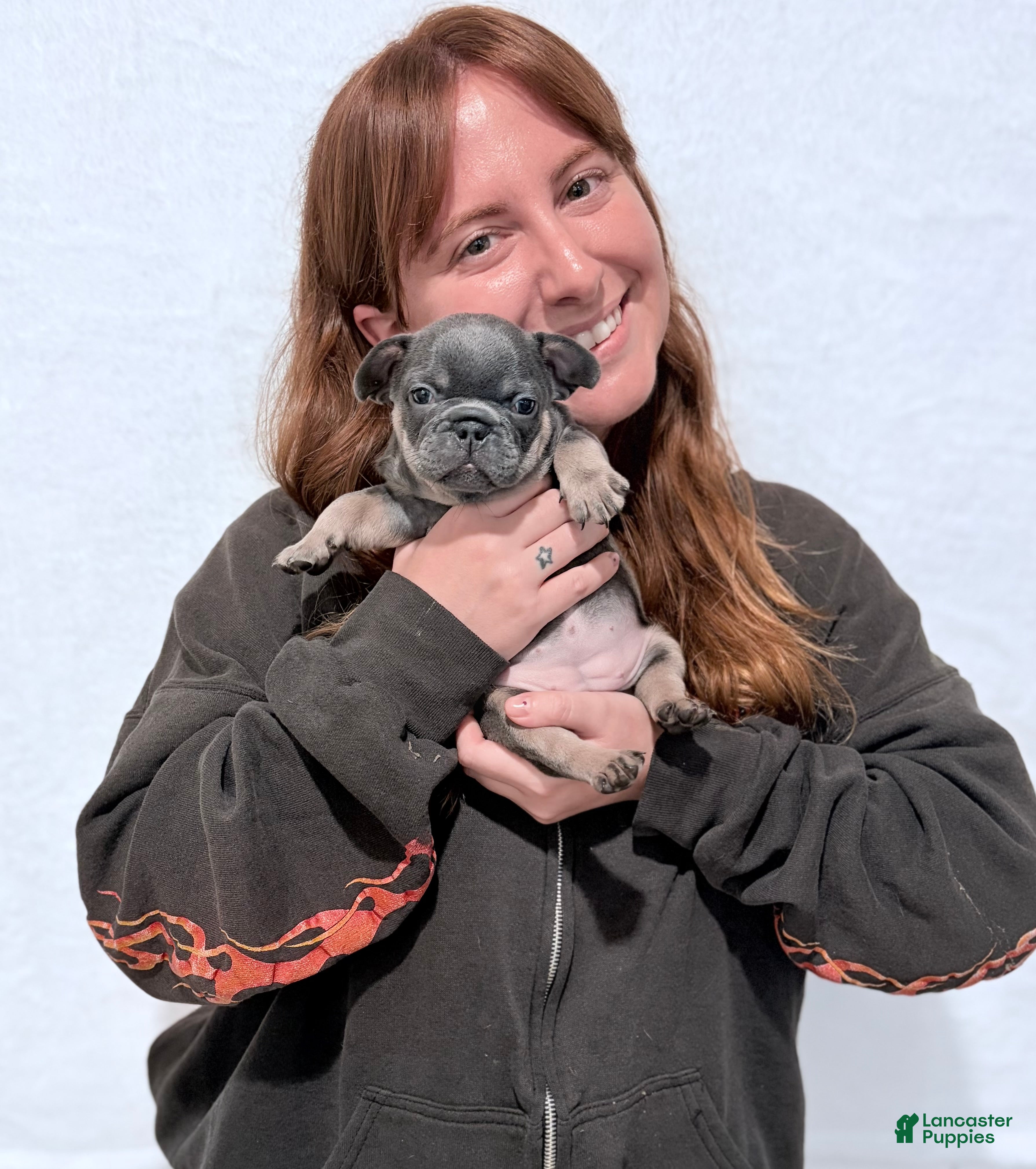 French Bulldog dogs Pumpkin  - Ad 23