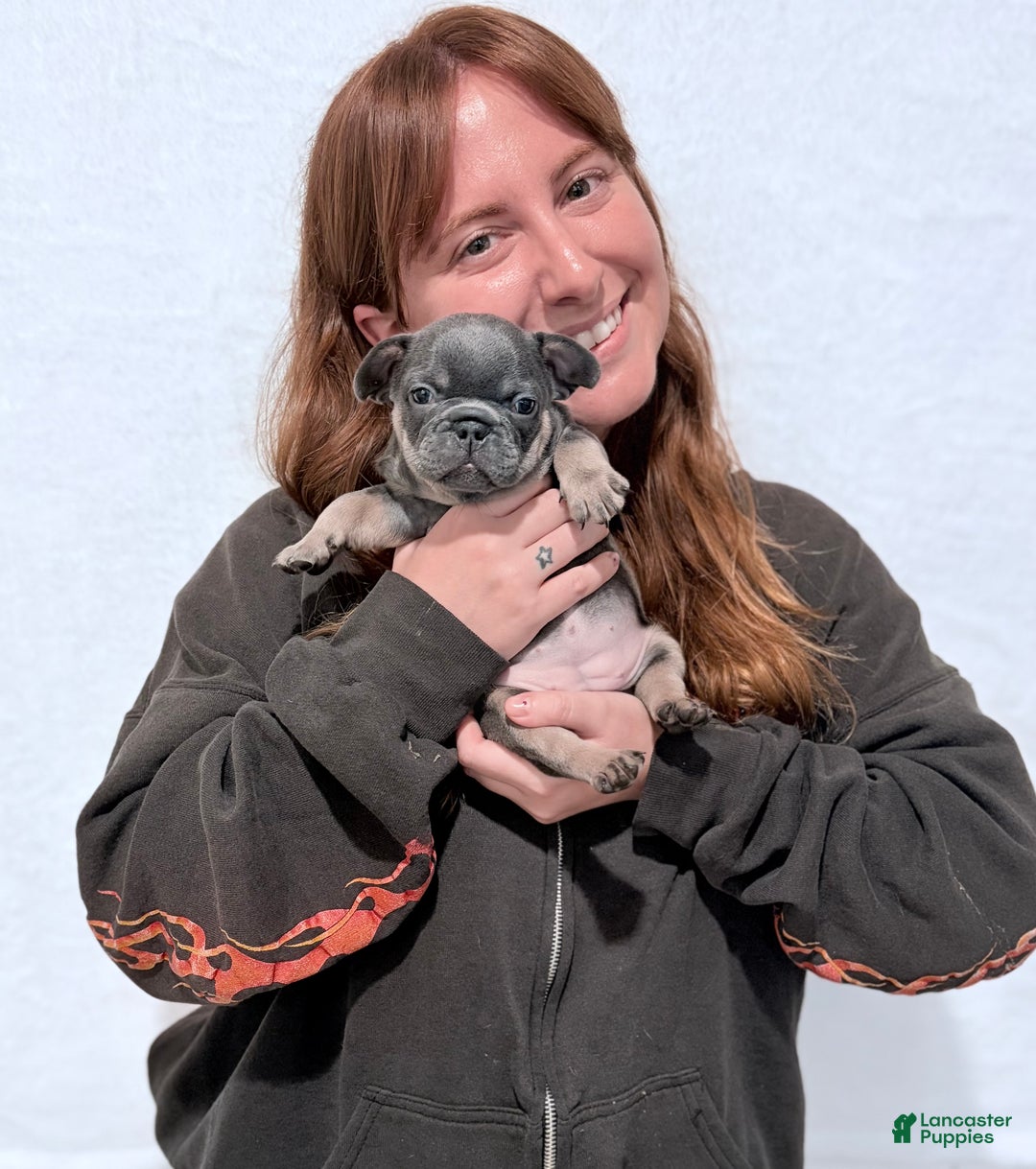 French Bulldog dogs for sale: Pumpkin  - Ad 1