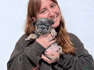 French Bulldog dogs Pumpkin - Ad 28